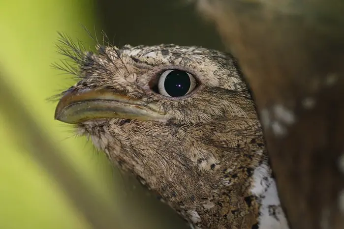 aves