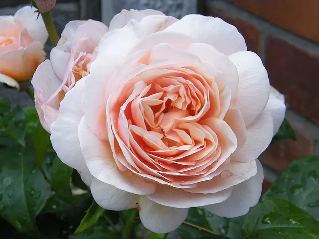 ¡Las 10 Flores Más Costosas Del Mundo!