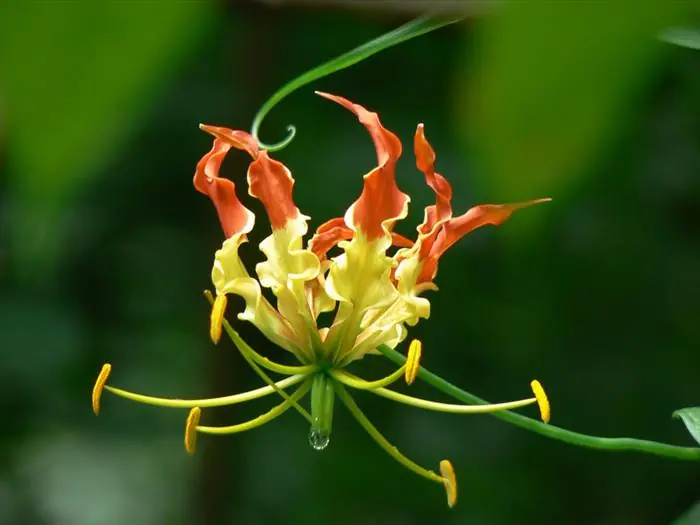 ¡Las 10 Flores Más Costosas Del Mundo!