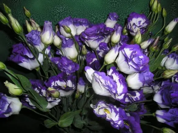 flores