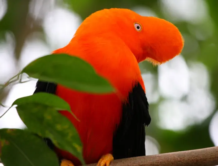 Las 15 Aves Más Fascinantes Del Mundo...