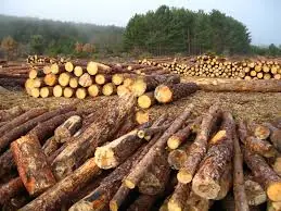 bosques