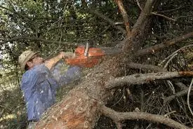 El fin de los Bosques del Mundo