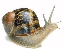 17 curiosidades sobre los caracoles