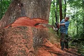 El fin de los Bosques del Mundo