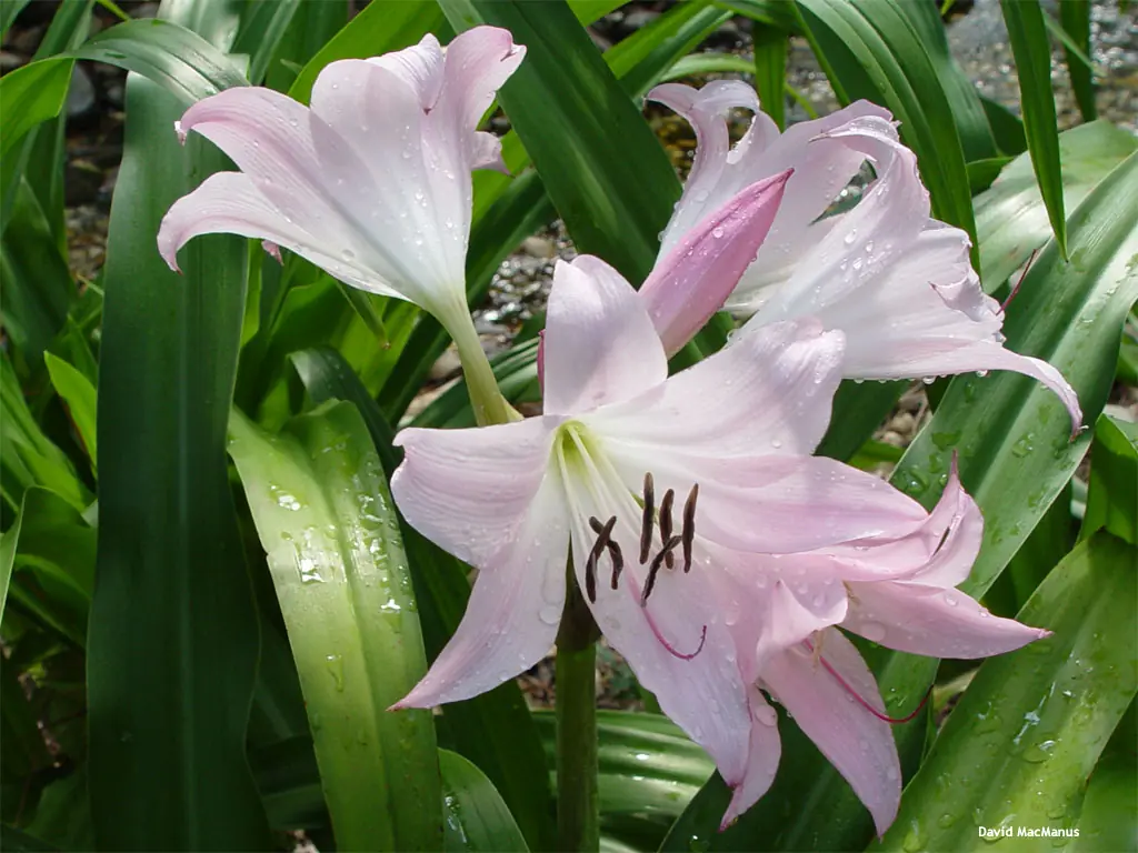 Cultivo
