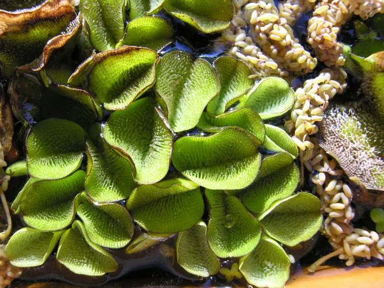 Algunas plantas curativas