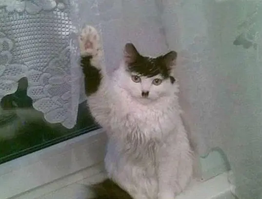 Datos curiosos que no conocías de los animales más comunes