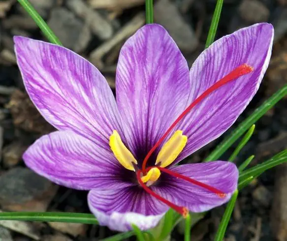 flores