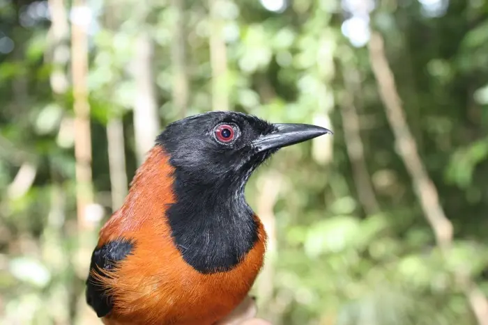 aves