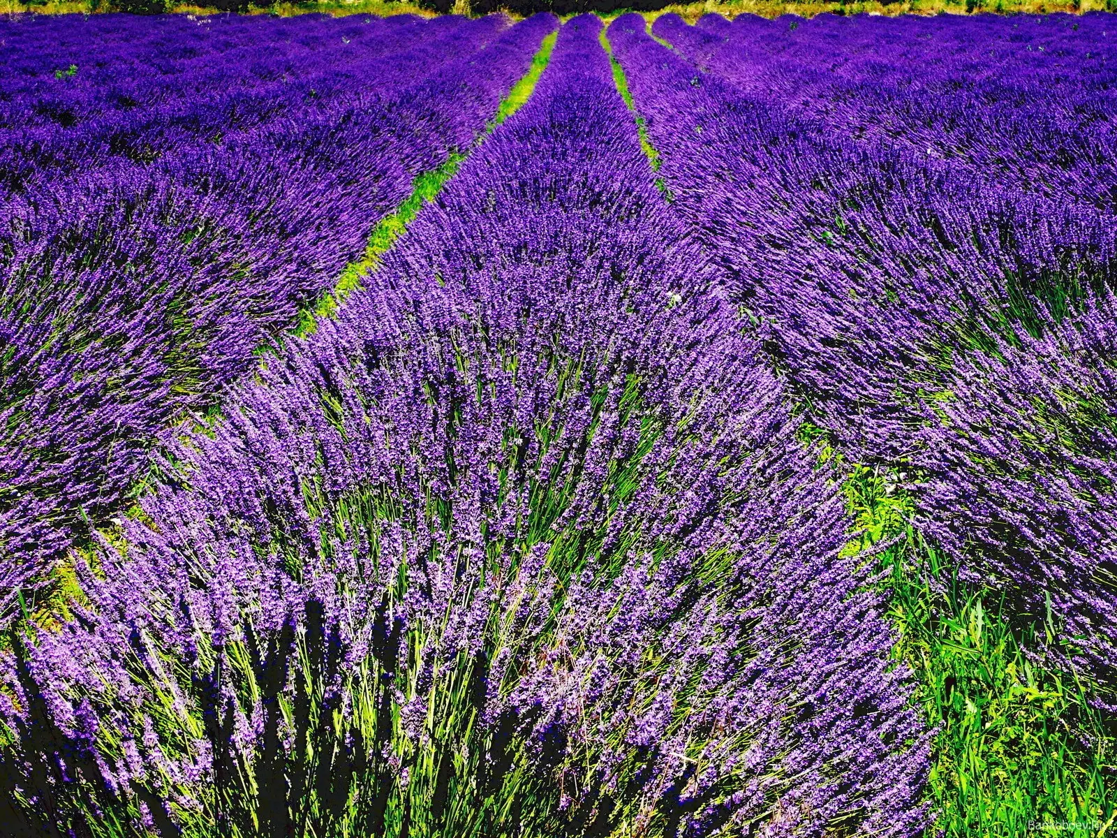 lavanda