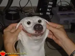 Imagenes graciosas