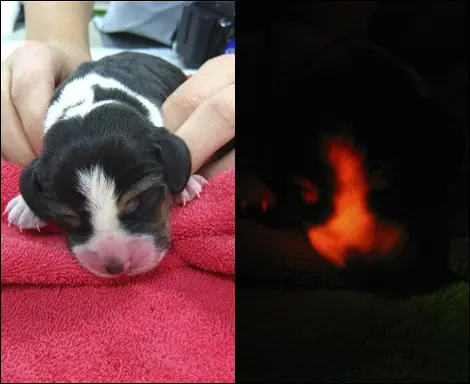 Científicos surcoreanos crean perro fluorescente