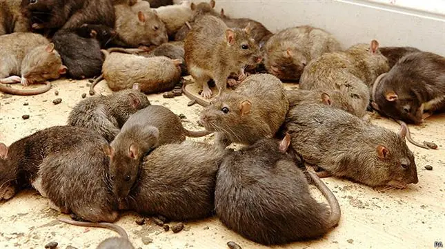 ¿Que pasaría si los Seres Humanos desaparecen de la tierra?