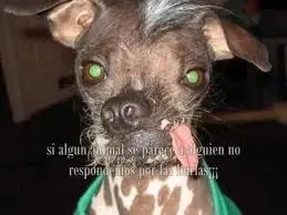 perro