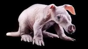 Los Animales Mas Feitos¡¡¡