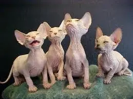 Los Animales Mas Feitos¡¡¡