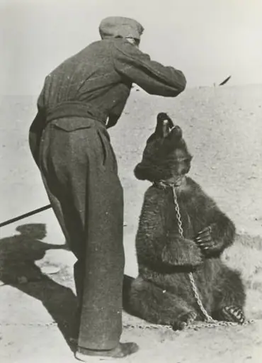 wojtek el oso soldado