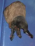 Gusano De La Muerte