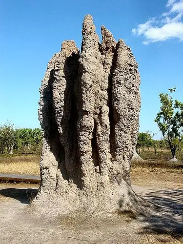 pajaros