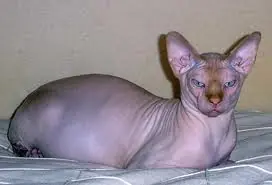 Animales