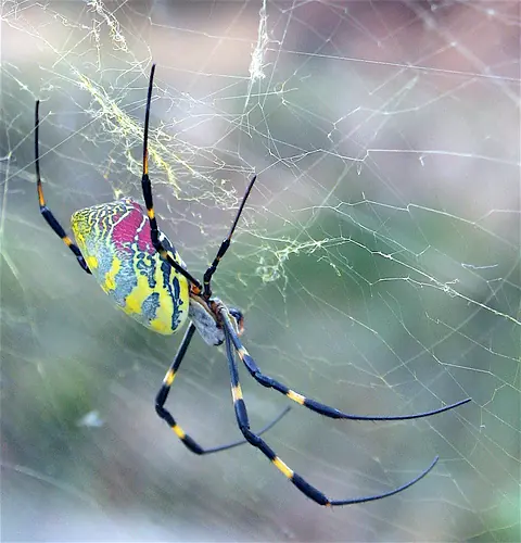 Araneae