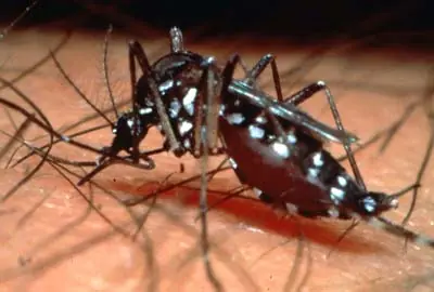 Dengue "Importante contenido"