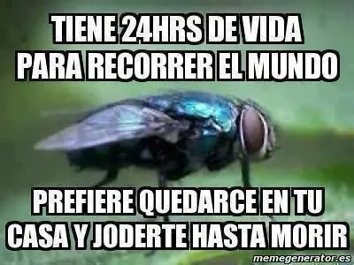 rato