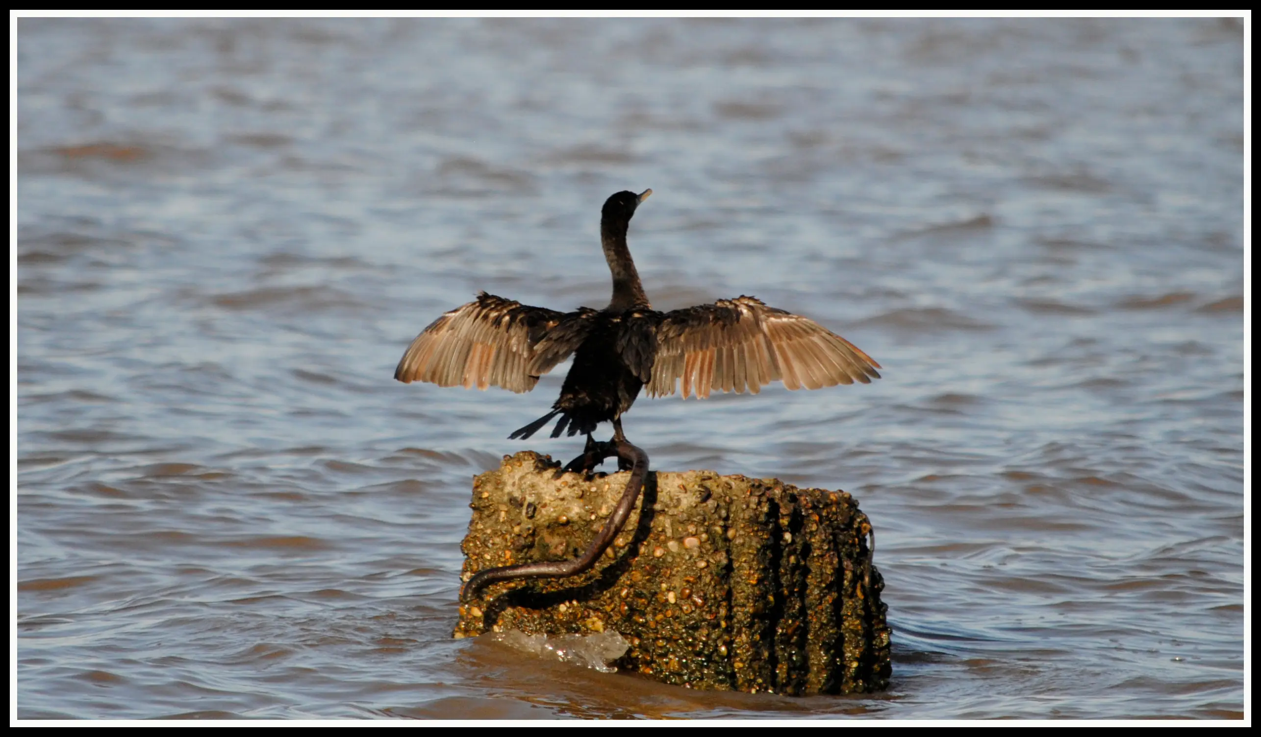 aves argentinas