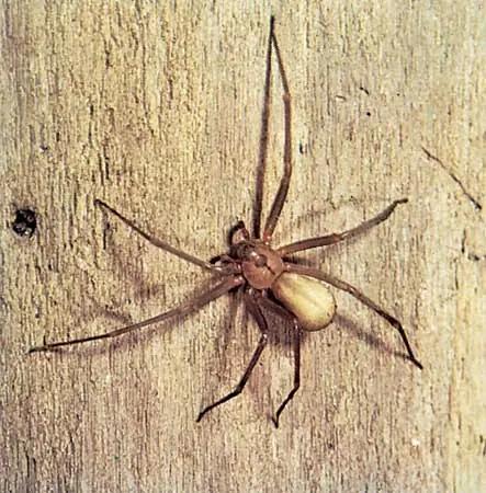 arachnida
