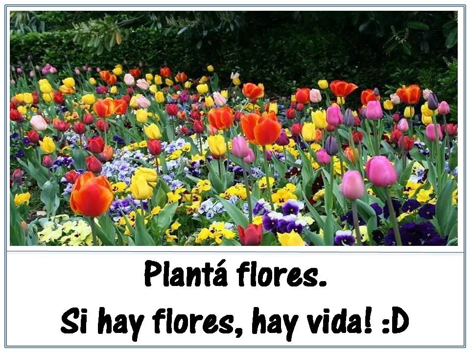 consejos