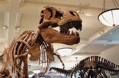 El Tiranosaurio rex poseía el mordisco más potente