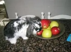 conejos