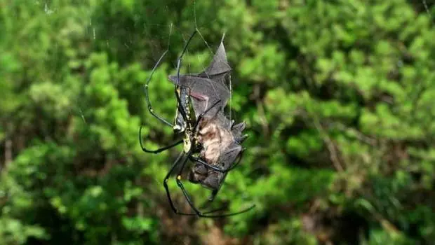 Científicos encuentran casos de arañas come murciélagos