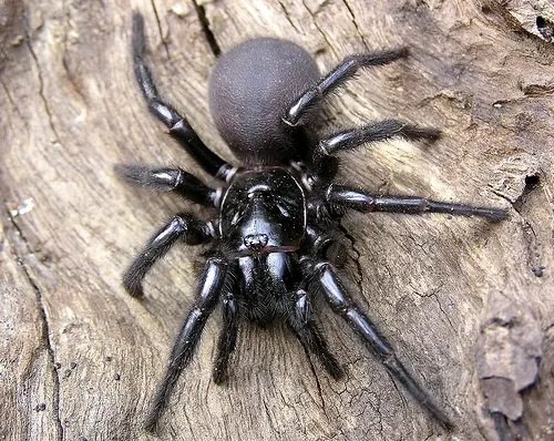 aracnidos