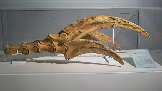 Identifican garra de dinosaurio gigantesca