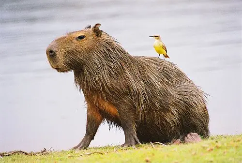animalesenextincion