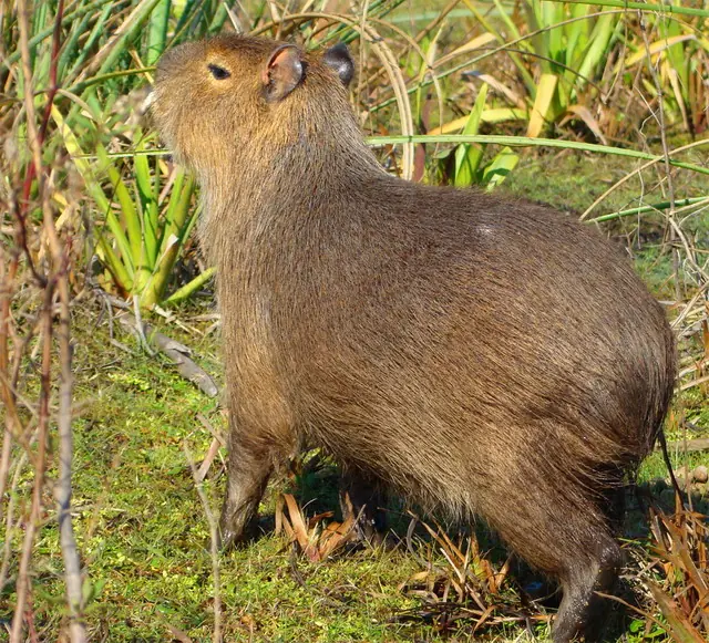 El Capibara