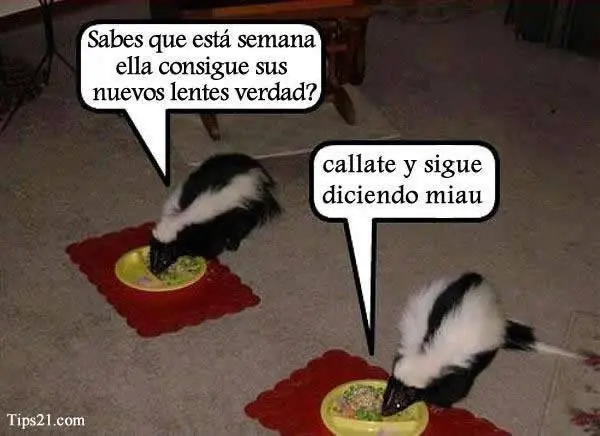 gatos