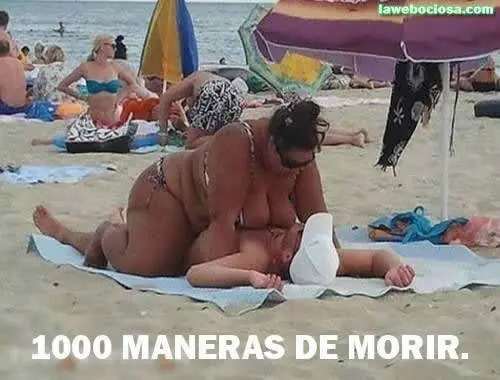 gatos