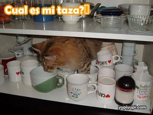 graficos