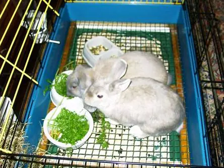 Animales