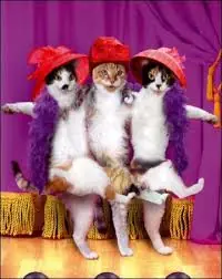 gatos