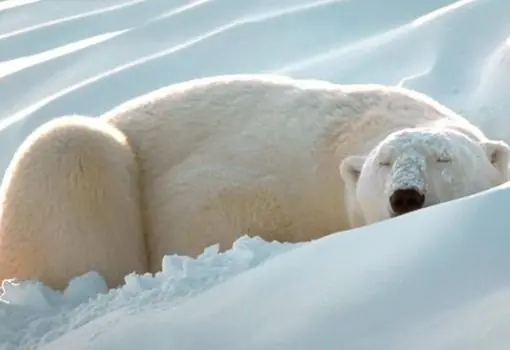 Los 10 animales mas peligrosos del mundo
