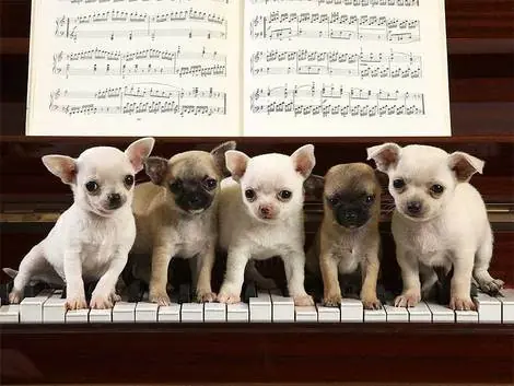 Imágenes graciosas de perros y gatos