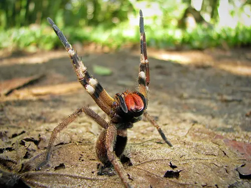 Araneae