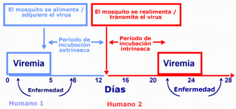Dengue