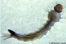 Dengue - informaT!e