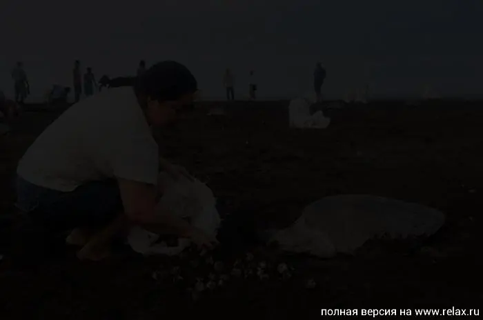 Desmintiedo"Cazadores furtivos de huevos de tortuga en