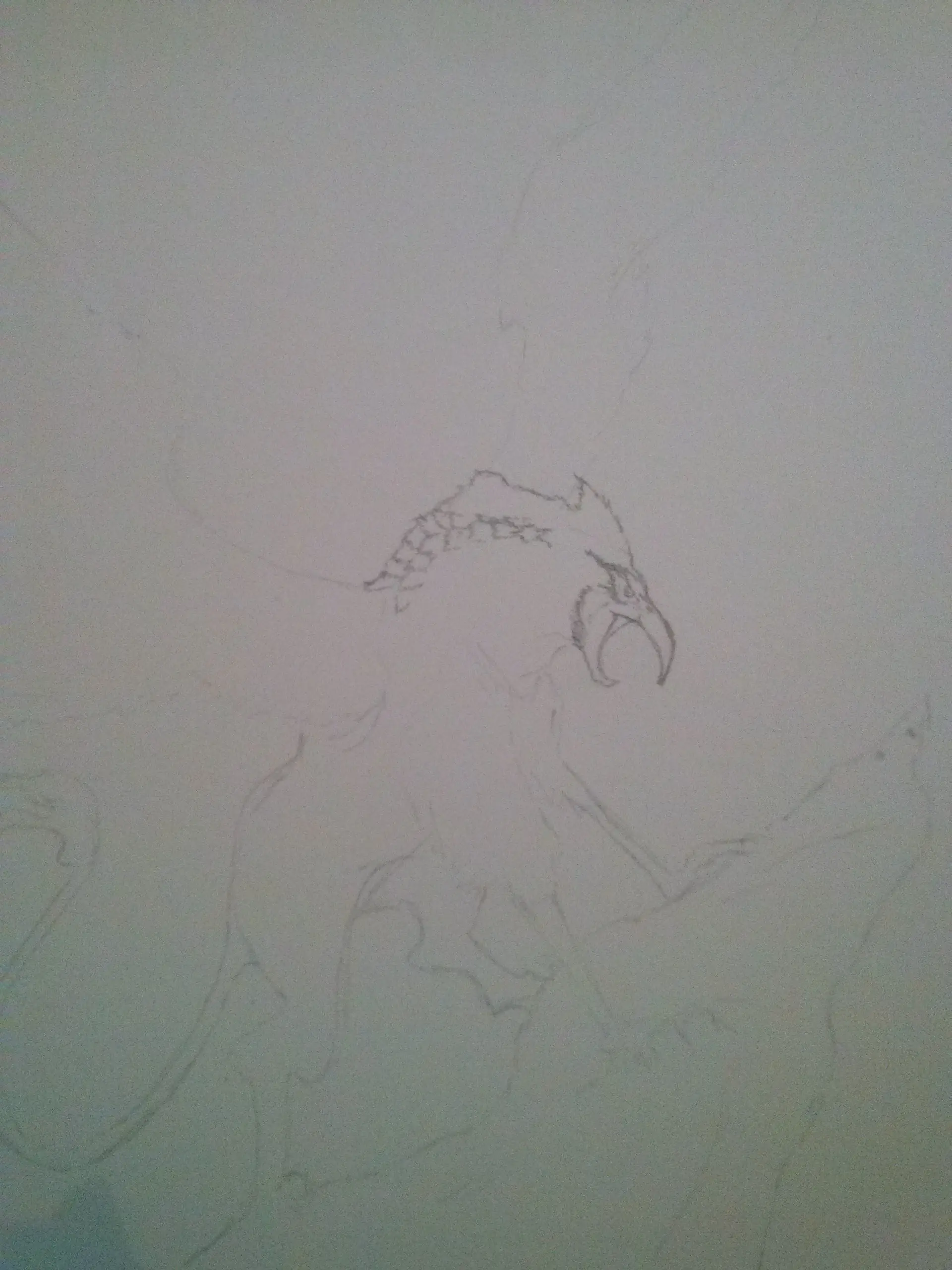 Grifo